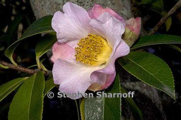 camellia pitardii var yunnanica 3 graphic
